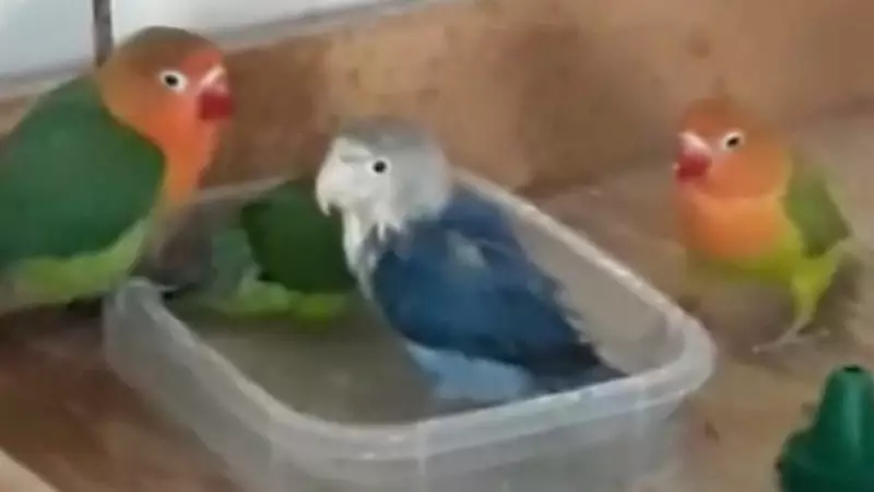 Periquitos criativos: pássaros transformam pote de comida em banheira para se refrescar no calor