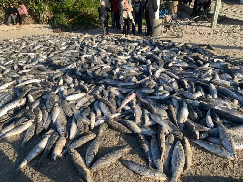 Pesca da tainha em Florianópolis: mais de 20 mil peixes capturados em um único dia!