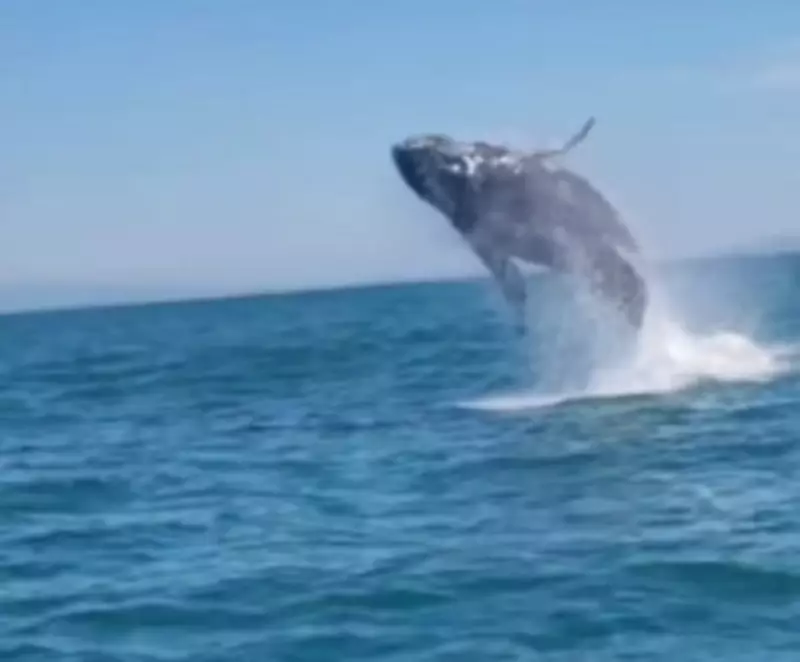 Pescador emocionado registra momento incrível de baleia saltando em SC — Assista ao vídeo!