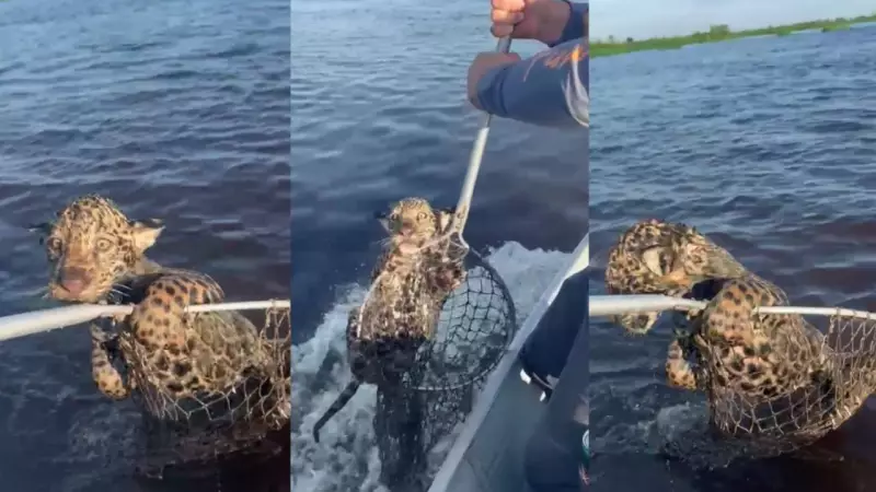 Pescador resgata filhote de onça-pintada no Pantanal e ação é elogiada por biólogos