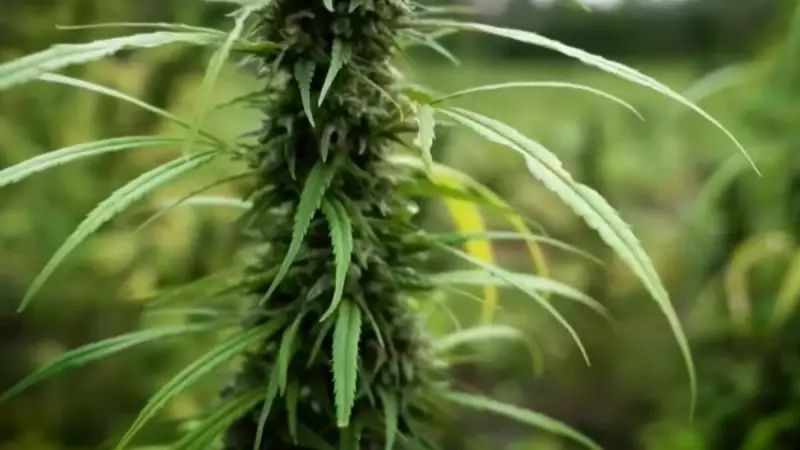 PF e Paraguai destroem 12.800 hectares de maconha em 13 anos: veja como foi a operação