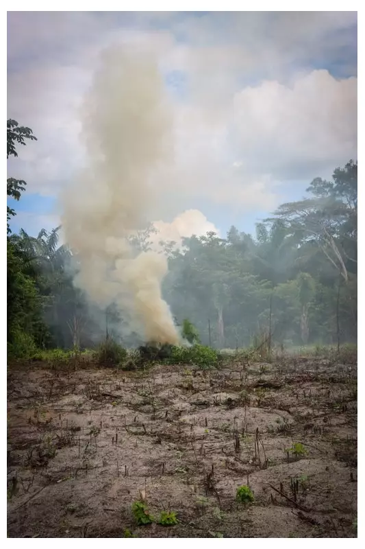 PF encontra e destrói mais de 65 mil pés de maconha em áreas remotas do Maranhão | Operação combate narcotráfico