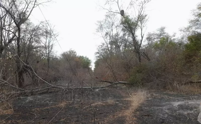 Piauí em alerta: Defesa Civil prepara população para prevenir incêndios florestais