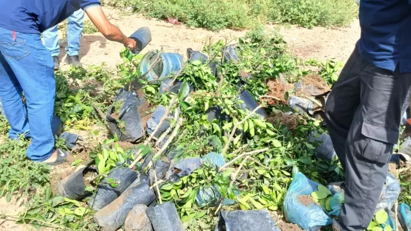 Piauí: Mais de 70 mudas de plantas frutíferas são destruídas em ação contra comércio clandestino