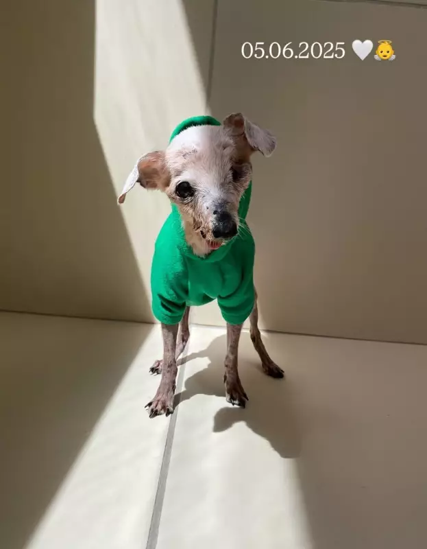Pingo, o viralata conhecido como 'cachorro fóssil', morre no Recife e deixa legado na internet
