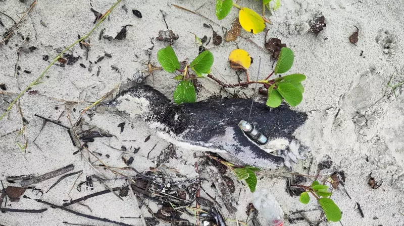 Pinguim com rastreador é encontrado morto em praia de Santa Catarina: entenda o caso