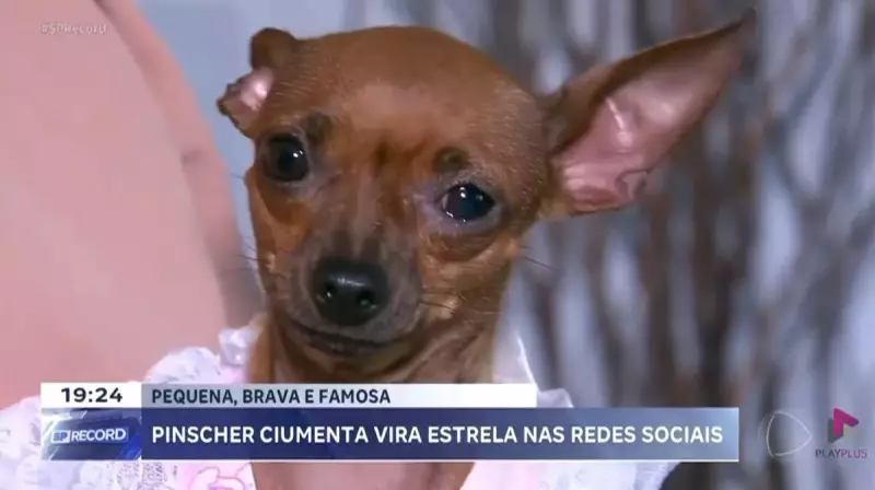 Pinscher ciumenta de Araraquara vira sensação nas redes sociais e conquista corações