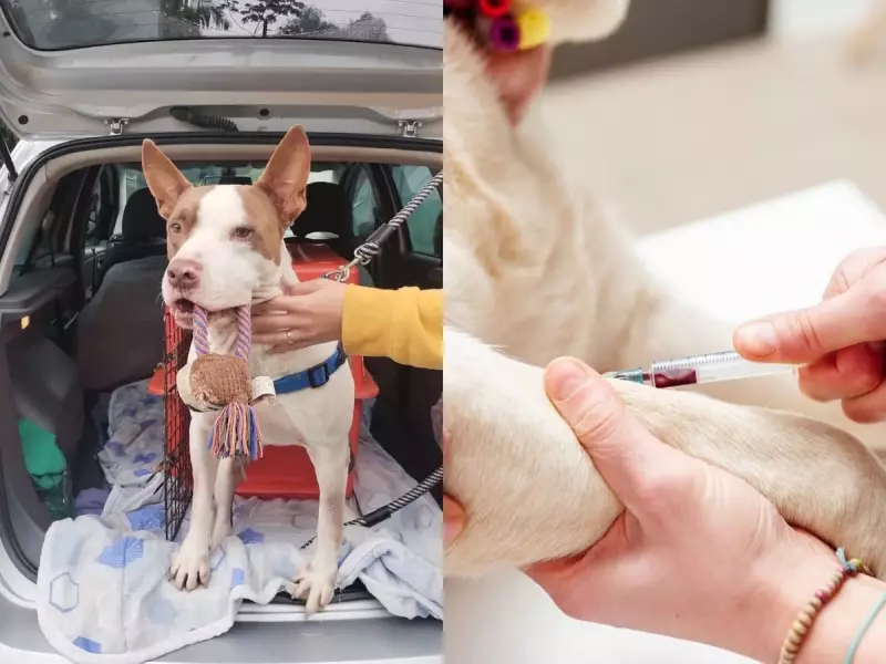 Pitbull de abrigo em SC se torna herói ao doar sangue e salvar vida de cachorrinha com anemia