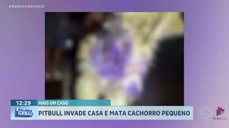 Pitbull invade residência e mata cachorro de pequeno porte em Rio Verde (GO)