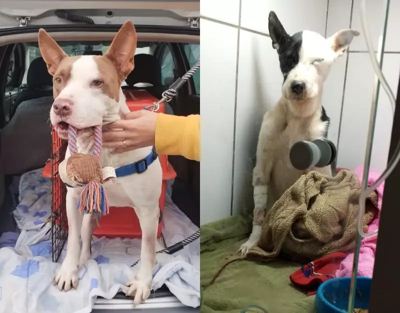 Pitbull Lucifer vira herói ao doar sangue e salvar vida de cadela em SC