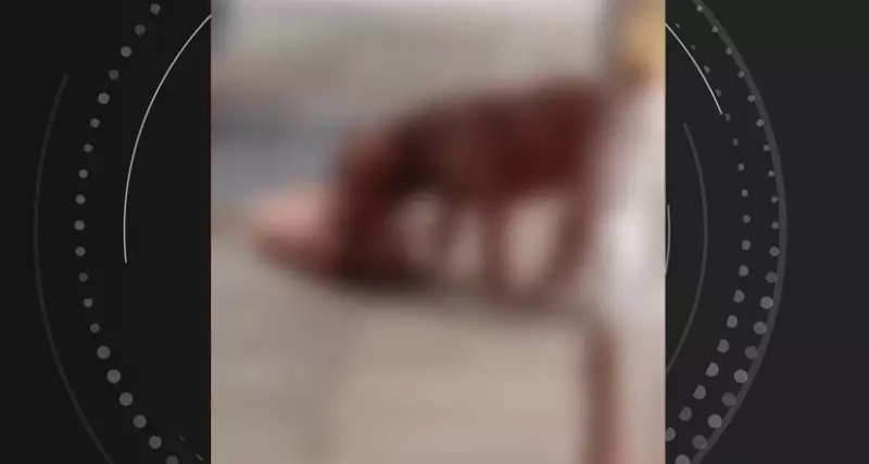 Pitbulls escapam de residência e atacam cachorro em Maceió: veja o vídeo chocante