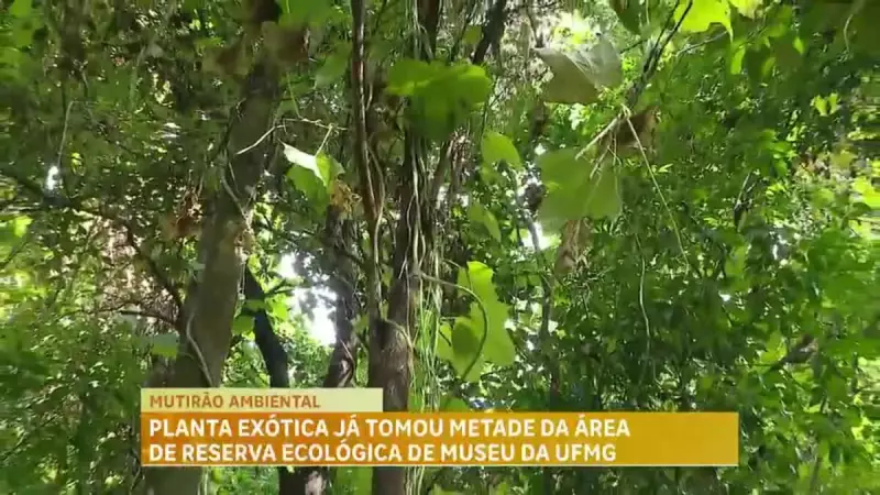 Planta exótica invasora ameaça biodiversidade no Jardim Botânico da UFMG em Belo Horizonte