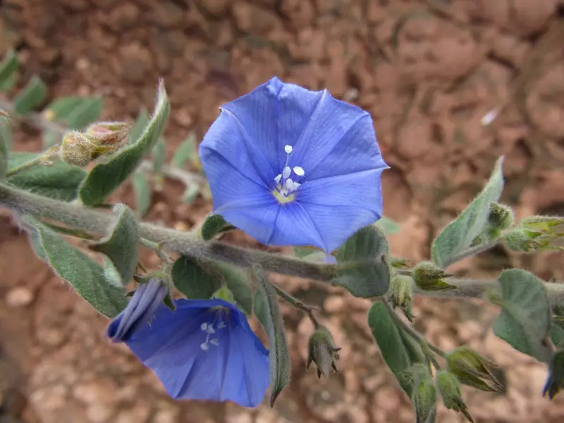 Planta rara descoberta à beira de rodovia em GO corre risco de extinção – Assista ao vídeo