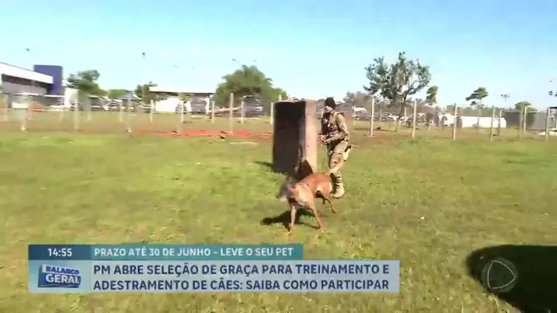 PMDF oferece curso gratuito de adestramento de cães: saiba como se inscrever