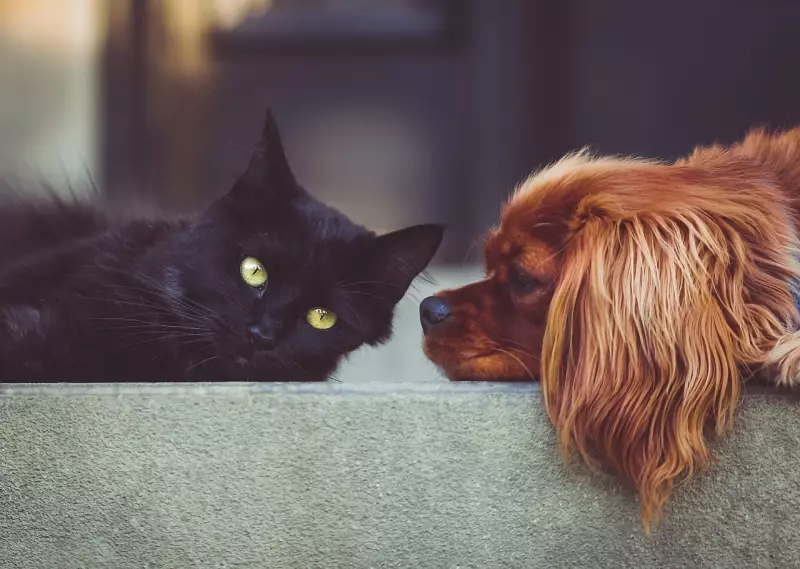 Poços de Caldas oferece castração gratuita para cães e gatos no encerramento do Junho Verde