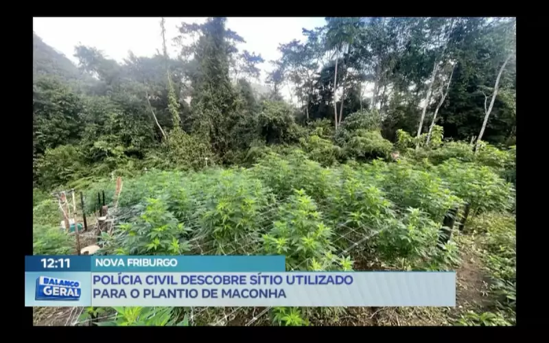 Polícia Civil descobre sítio com plantação de maconha no interior do RJ