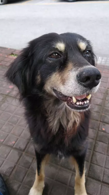 Polícia Civil investiga possível envenenamento de dois cães em Paulo de Frontin
