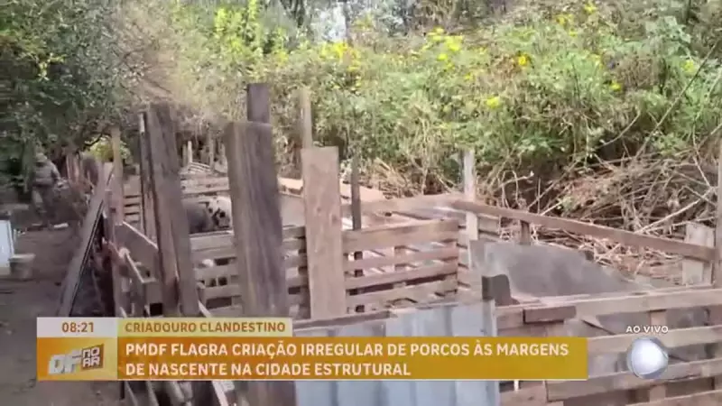 Polícia flagra criação irregular de porcos perto de nascente na Estrutural, DF