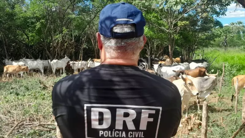 Polícia recupera 13 bovinos de raça roubados no interior do Ceará | Confira o vídeo