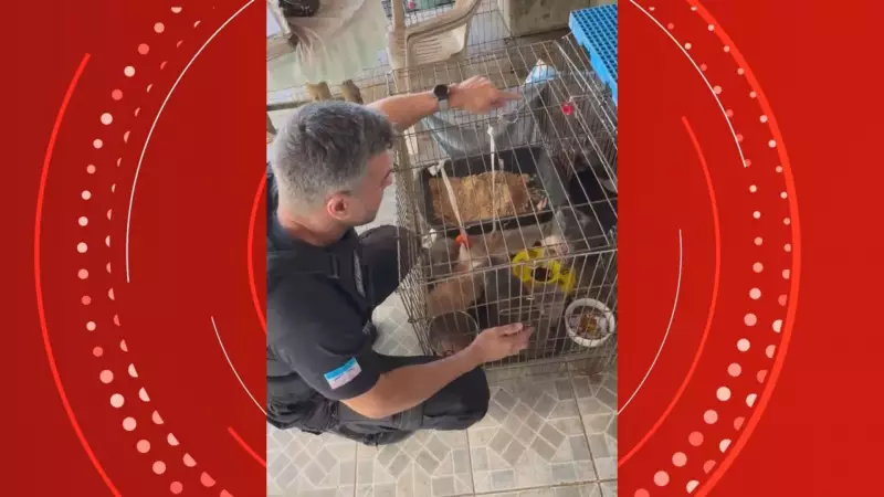 Polícia resgata 41 cães e gatos vítimas de maus-tratos e confinamento extremo no ES
