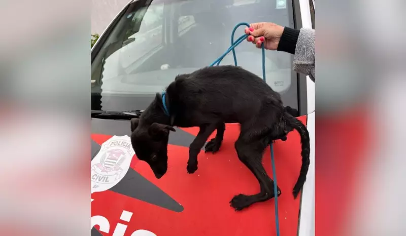 Polícia resgata cães vítimas de maus-tratos em residência de homem preso por embriaguez em Itapetininga