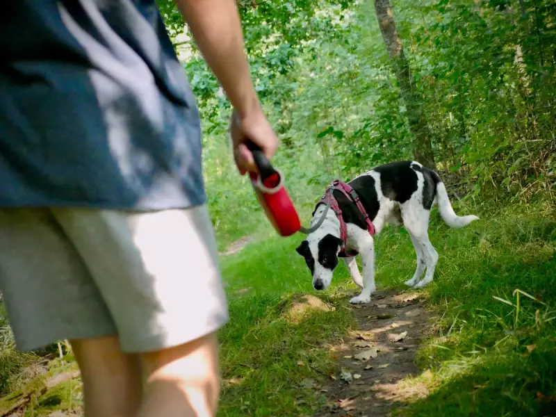 Por que cidades do Irã estão proibindo passeios com cães? Entenda a polêmica