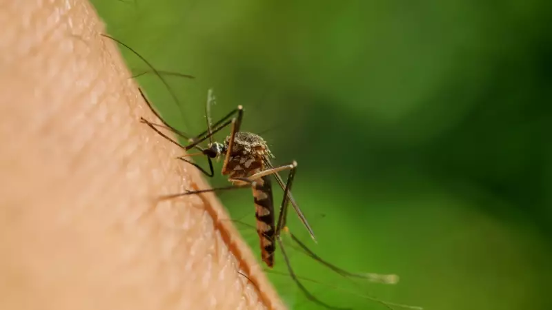 Por que os mosquitos picam mais algumas pessoas? Descubra os motivos científicos!