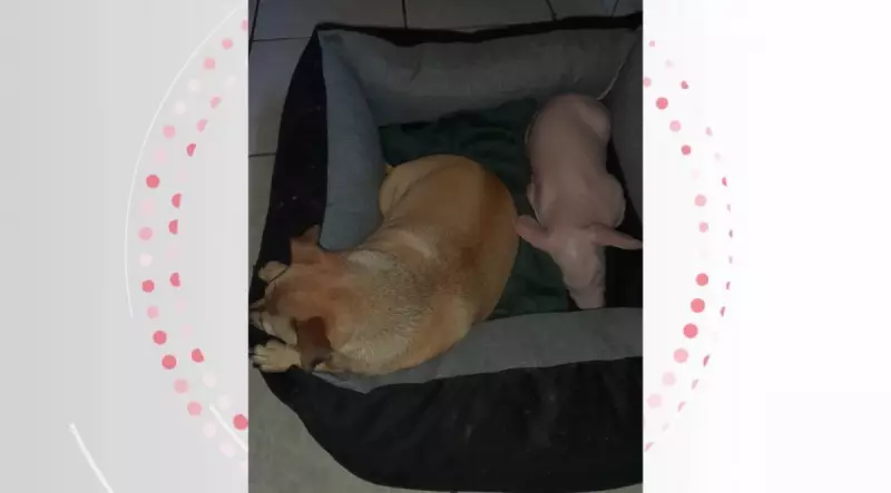 Porca aprende a latir após conviver com cães em propriedade rural do Paraná