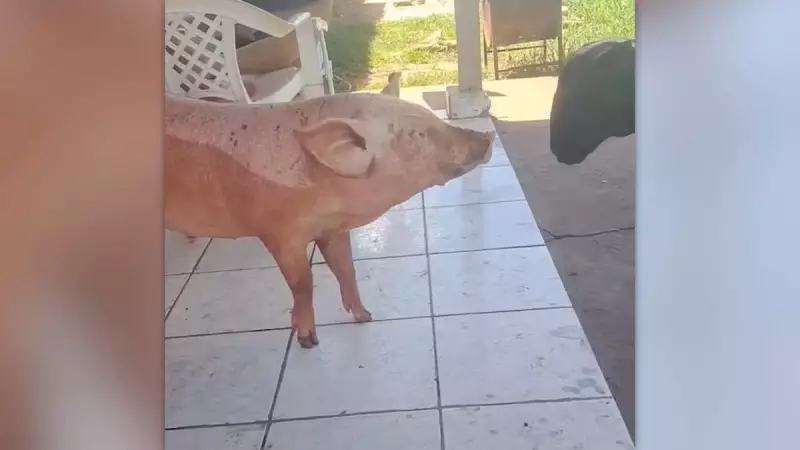 Porca que vive com pit bulls surpreende ao aprender a latir: vídeo viraliza