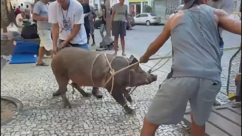 Porca tenta invadir Catedral do Rio e vira sensação nas redes sociais