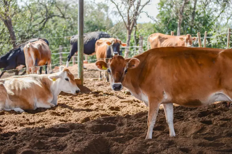 Prazo para vacinação de bezerras contra brucelose termina nesta segunda-feira em Mogi das Cruzes