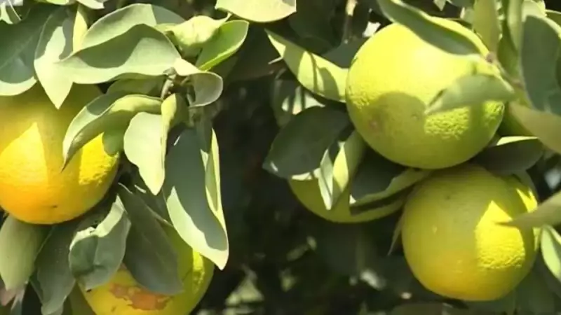Preço da laranja de mesa cai 34,2% em maio: entenda os motivos