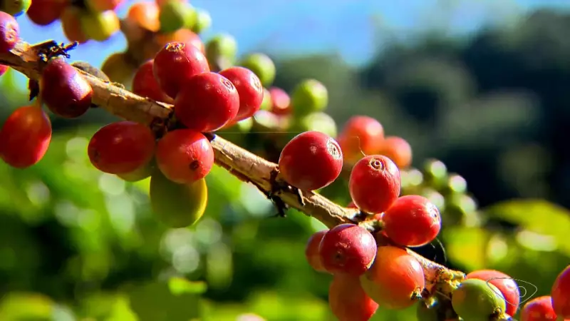 Preço do café cai em junho com avanço da colheita: entenda os motivos