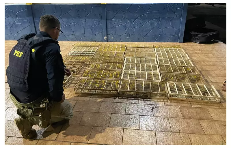 PRF resgata 700 pássaros silvestres escondidos no bagageiro de ônibus no Pará | Operação contra tráfico de animais