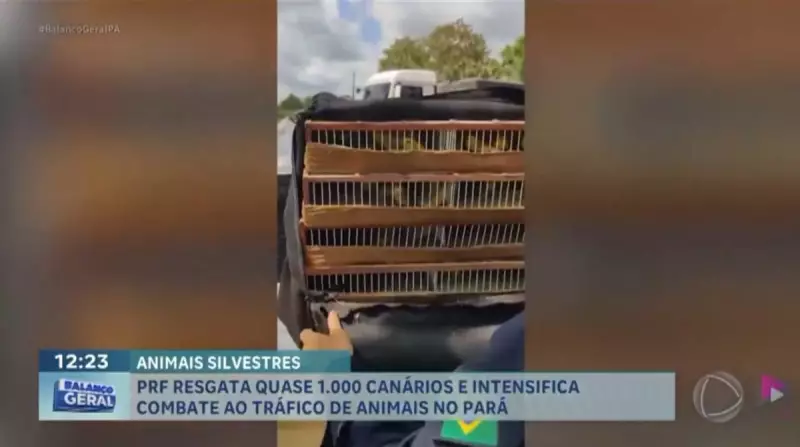 PRF resgata quase mil canários em operação contra tráfico de animais no Pará