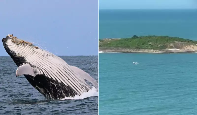 Primeira baleia jubarte da temporada 2025 é avistada em Vila Velha — assista ao vídeo emocionante!