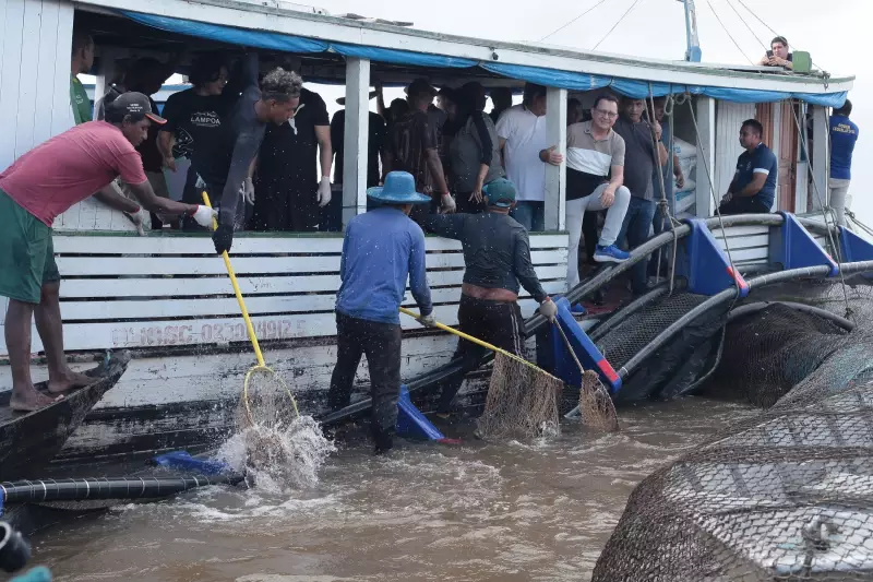 Primeira despesca de tambaqui e pirapitinga em tanques na região do Tapajós marca avanço na aquicultura
