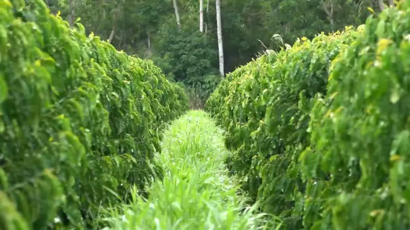 Produtor de café no ES elimina agrotóxicos e aumenta qualidade do solo com técnicas sustentáveis