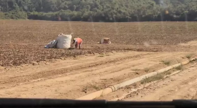 Produtor rural é condenado a pagar R$ 2 milhões por trabalho análogo à escravidão de adolescentes em SP