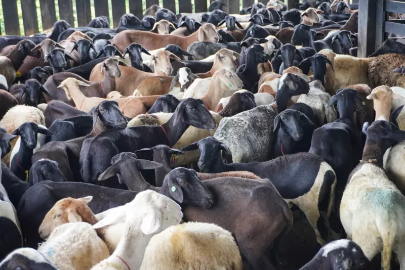 Produtores de Roraima apostam em melhoramento genético para impulsionar criação de carneiros