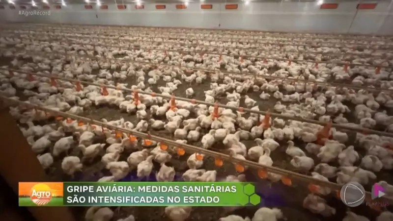 Produtores de São Paulo intensificam medidas contra a gripe aviária: saiba como proteger seu negócio