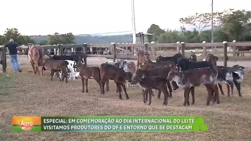 Produtores do DF se destacam no Dia Mundial do Leite com inovação e dedicação