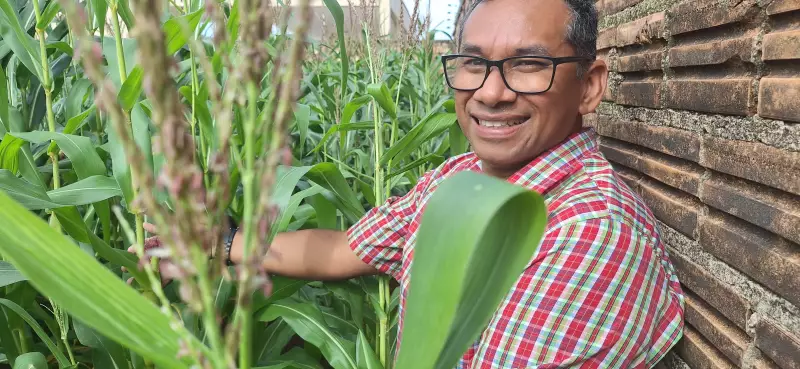 Professor de química transforma quintal em milharal e encontra terapia no cultivo