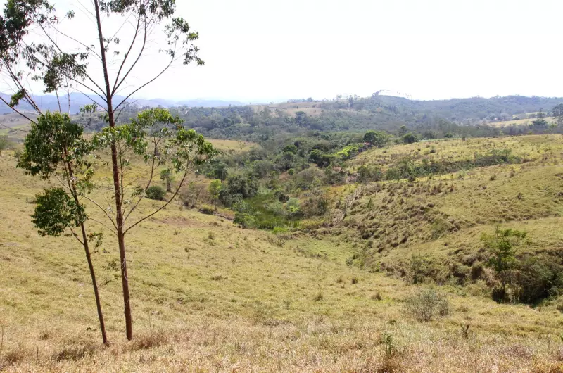 Programa Renascentes: Jacareí ultrapassa 63 mil mudas plantadas e se destaca na preservação ambiental