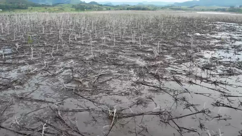 Projeto inovador busca reflorestar manguezais degradados pelas mudanças climáticas no Espírito Santo