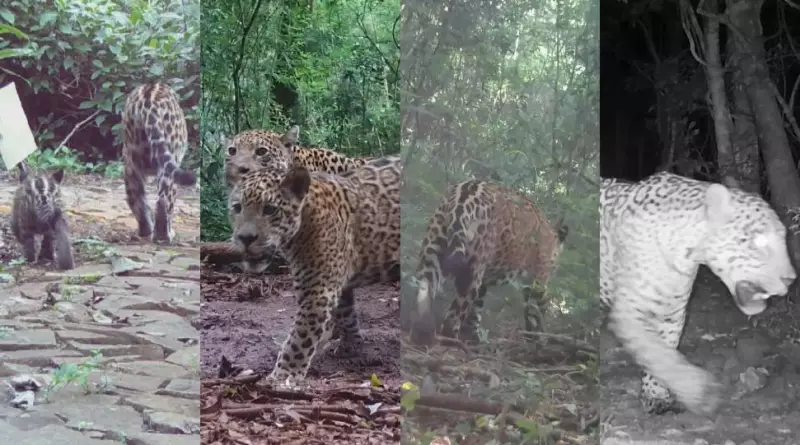 Projeto registra crescimento de filhote de onça até a vida adulta no Parque Nacional do Iguaçu