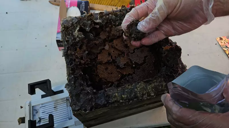 Própolis da abelha amazônica acelera cicatrização de feridas, revela estudo