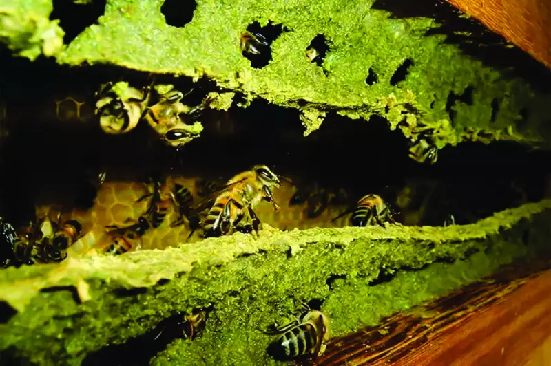 Própolis verde de Bambuí conquista o mundo e chega ao Japão e Europa