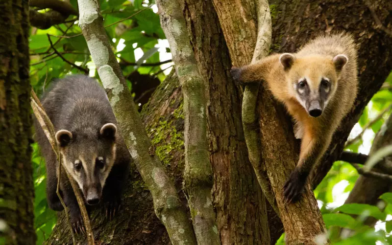 Quatis em crescimento: como conviver com o aumento populacional desses animais?