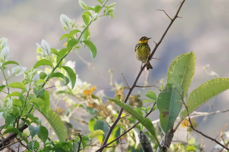 Raridade alada: ave migratória nunca antes registrada no Brasil é avistada em Santana do Riacho, MG